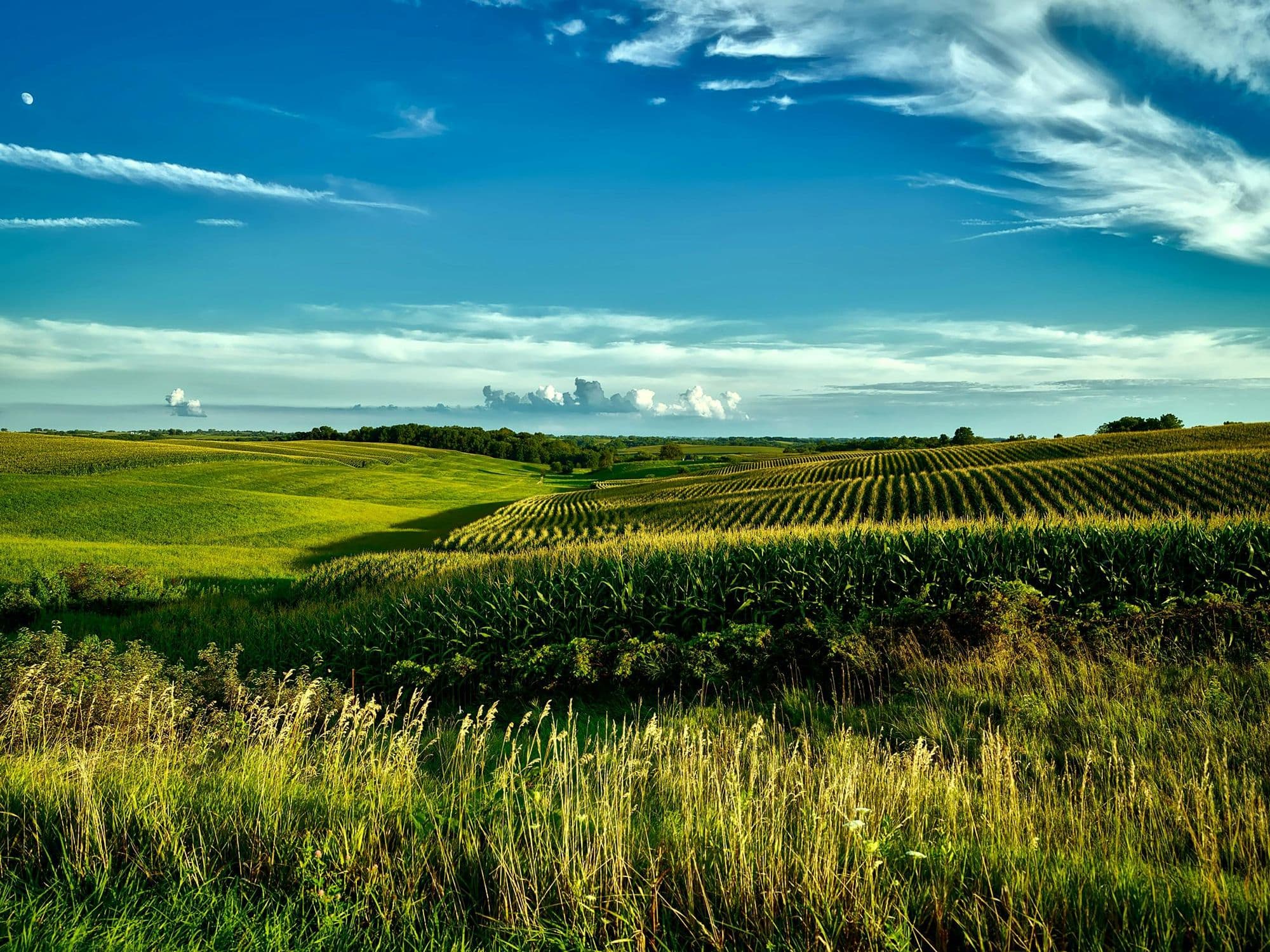 Foto de Pixabay: https://www.pexels.com/es-es/foto/campo-de-hierba-verde-durante-el-dia-206893/